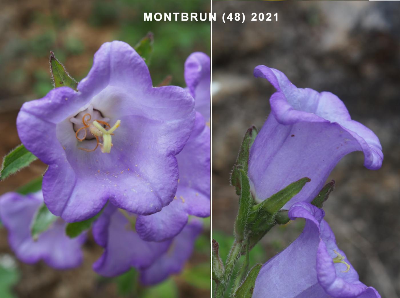 Canterbury Bells flower